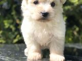 Tatlilik Abidesi Maltipoo Yavrumuz