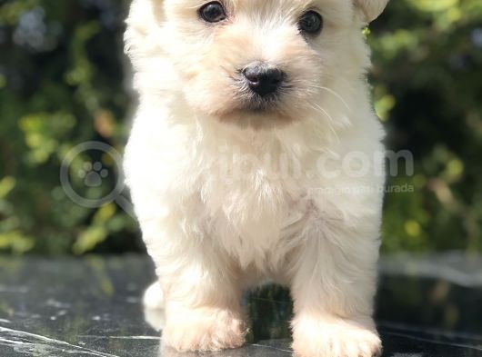 Tatlilik Abidesi Maltipoo Yavrumuz