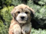 Kahvenin En Güzel Tonu Maltipoo
