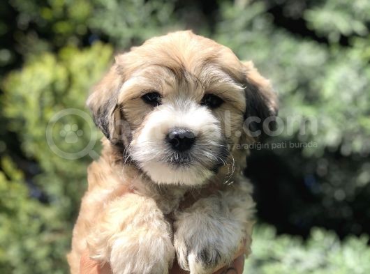 Kahvenin En Güzel Tonu Maltipoo