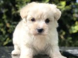 Tatlilik Abidesi Maltipoo Yavrumuz