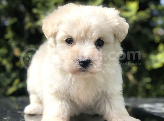 Tatlilik Abidesi Maltipoo Yavrumuz görsel