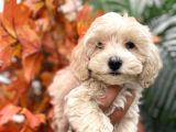 Sevimli Maltipoo Kızımız :)