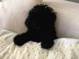 3 Aylık Dişi Poodle Black