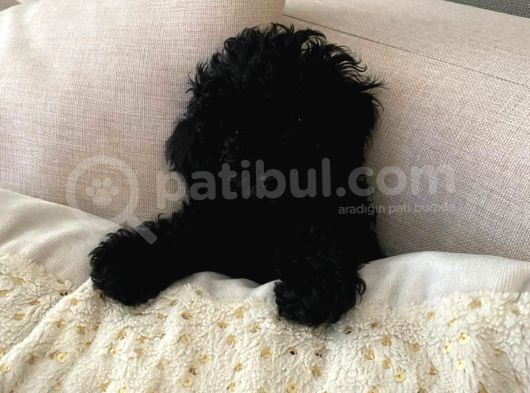 3 Aylık Dişi Poodle Black görsel