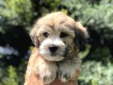 Kahvenin En Güzel Tonu Maltipoo