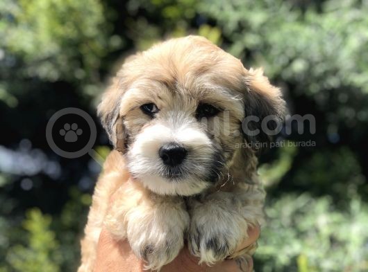 Kahvenin En Güzel Tonu Maltipoo görsel