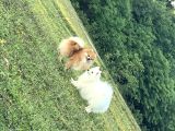 Pomeranian Yavrular
