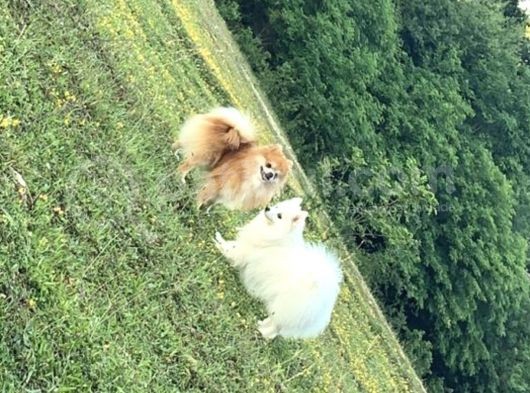 Pomeranian Yavrular görsel