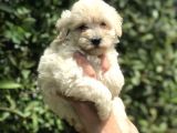 2.5 Aylık Maltipoo