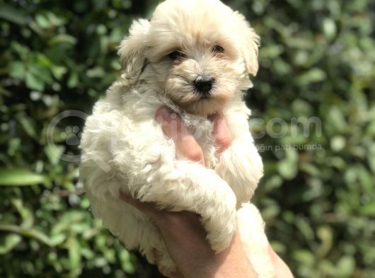 2.5 Aylık Maltipoo görsel