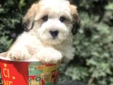 Dizayn Irk Maltipoo Yavrumuz