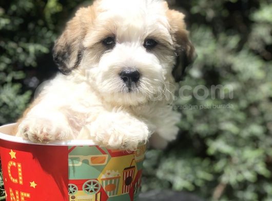 Dizayn Irk Maltipoo Yavrumuz görsel
