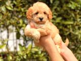 2.5 Aylık Dişi F1 Maltipoo