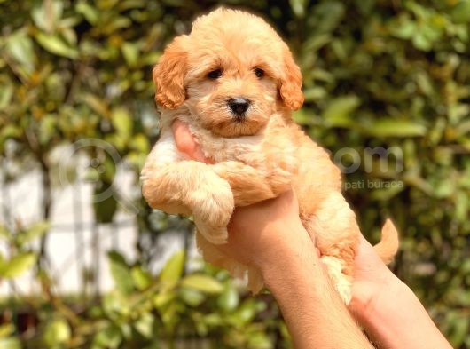 2.5 Aylık Dişi F1 Maltipoo