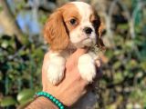 2.5 Aylık Erkek Cavalier King Charles
