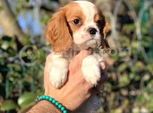 2.5 Aylık Erkek Cavalier King Charles görsel