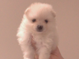 Pomeranian Yavrular