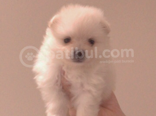 Pomeranian Yavrular görsel