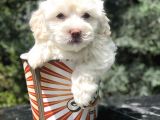 Mavi Gözlü Dizayn Irk Maltipoo