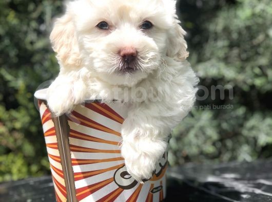 Mavi Gözlü Dizayn Irk Maltipoo
