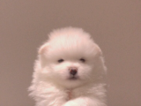Pomeranian Yavrular