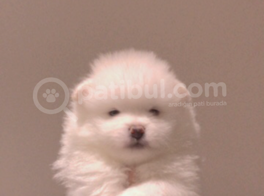 Pomeranian Yavrular görsel