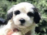 Sürmeli Dizayn Maltipoo Yavrumuz