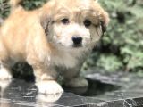 Masum Bakisli Maltipoo