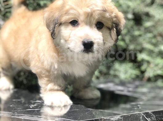 Masum Bakisli Maltipoo görsel
