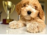 Güzel Maltipoo Kızımız