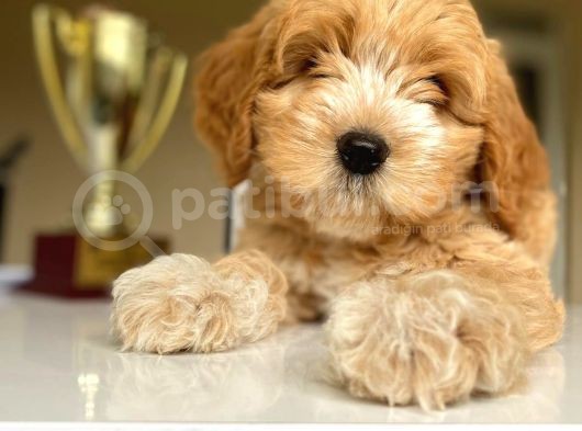 Güzel Maltipoo Kızımız