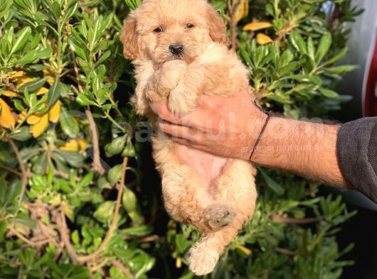 2.5 Aylık F1 Maltipo Kızımız görsel