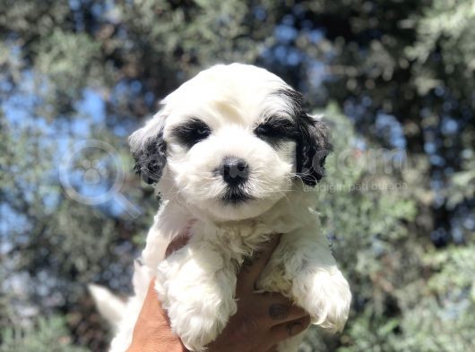 Sürmeli Dizayn Maltipoo Yavrumuz görsel