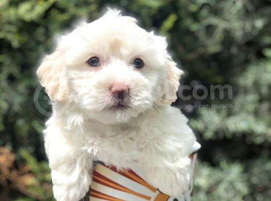 Mavi Gözlü Dizayn Irk Maltipoo görsel