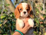2.5 Aylık Erkek Cavalier King Charles
