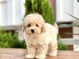 Apricot Dişi Mini Toy Poodle Bebekler