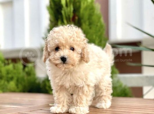 Apricot Dişi Mini Toy Poodle Bebekler görsel