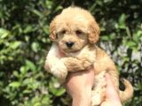 Dişi Maltipoo Kızıl Renk