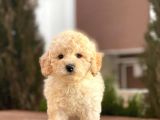 Apricot Dişi Mini Toy Poodle Bebekler