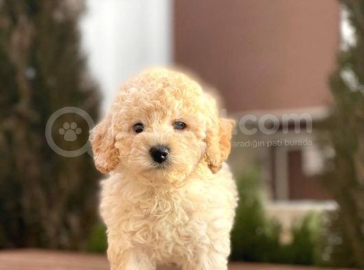 Apricot Dişi Mini Toy Poodle Bebekler