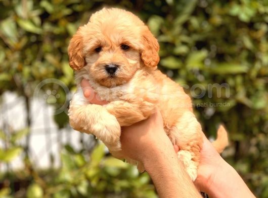 2.5 Aylık Dişi F1 Maltipoo görsel