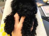 3 Aylık Dişi Poodle Black
