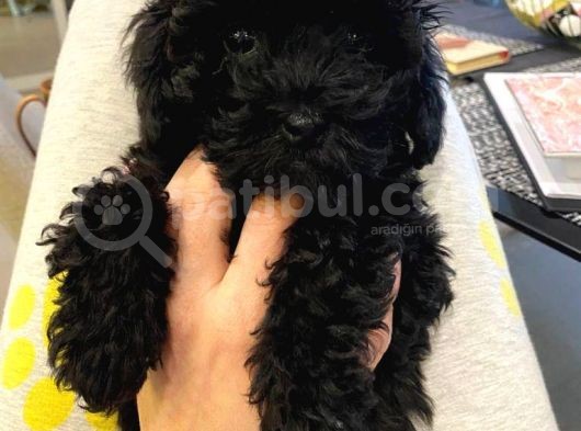 3 Aylık Dişi Poodle Black
