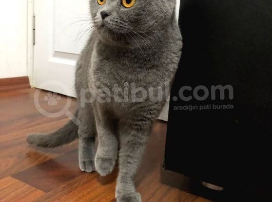 Ayı Surat Pogaca Yanak Rozy Ve Kızı Evini Arıyor görsel