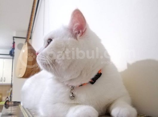 1 Yaşında Aktif Erkek Britissh Sorthair görsel