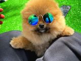 Dikkat Çeken Dişi Pomereanian Köpeği