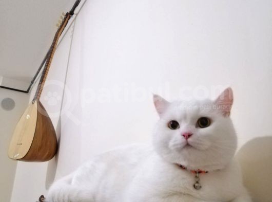1 Yaşında Aktif Erkek Britissh Sorthair görsel