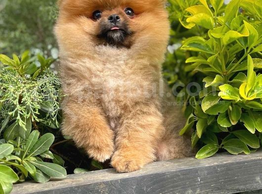 Dikkat Çeken Dişi Pomereanian Köpeği görsel