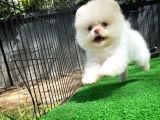 Mavi Gözlü Erkek Pomereanian Köpeği